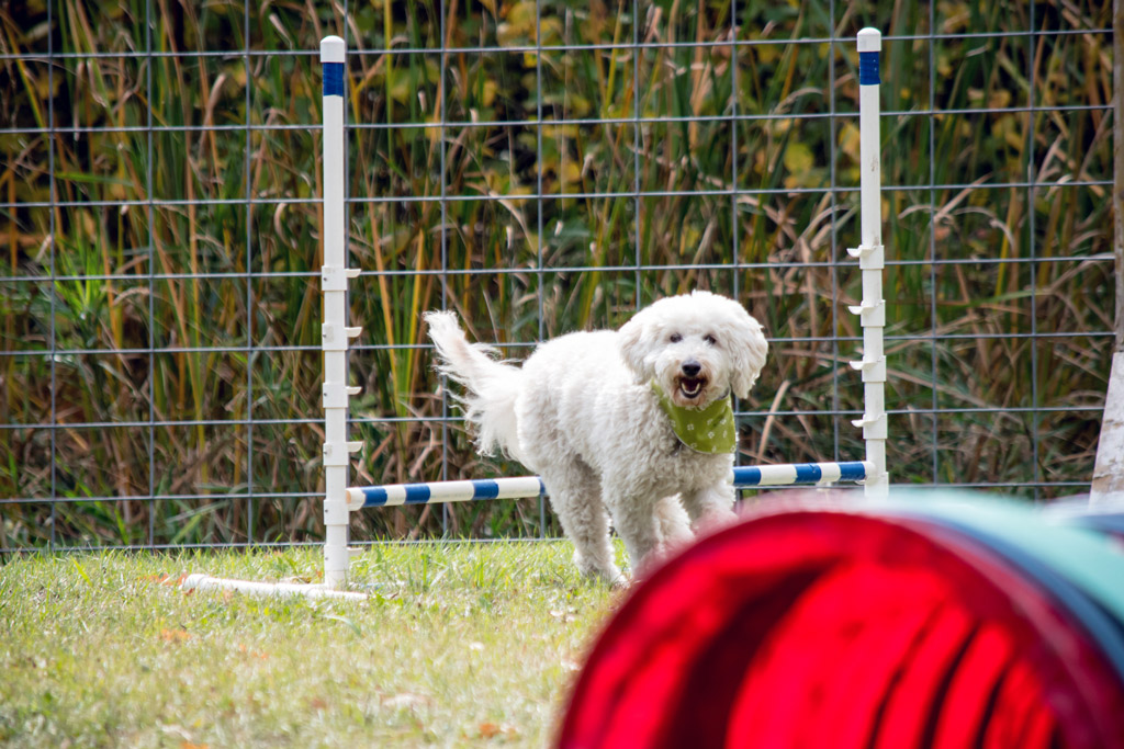 dog-exercise-backyard-agility