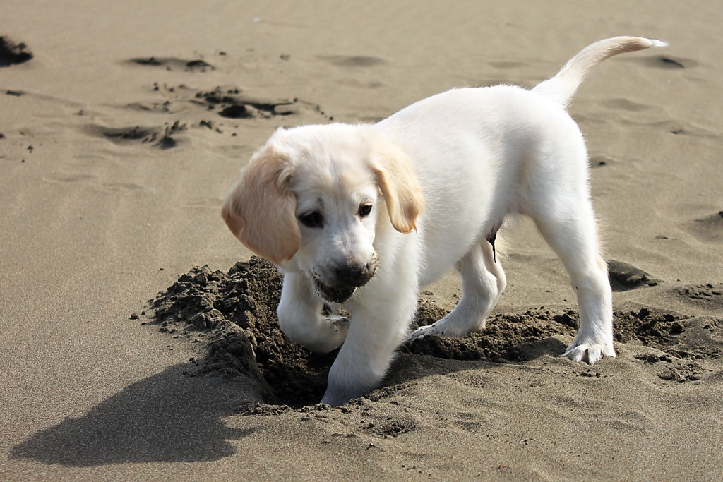 dog-exercise-digging