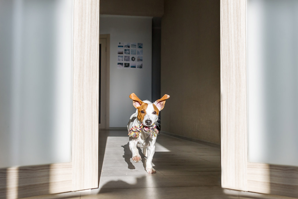 dog-exercise-indoors