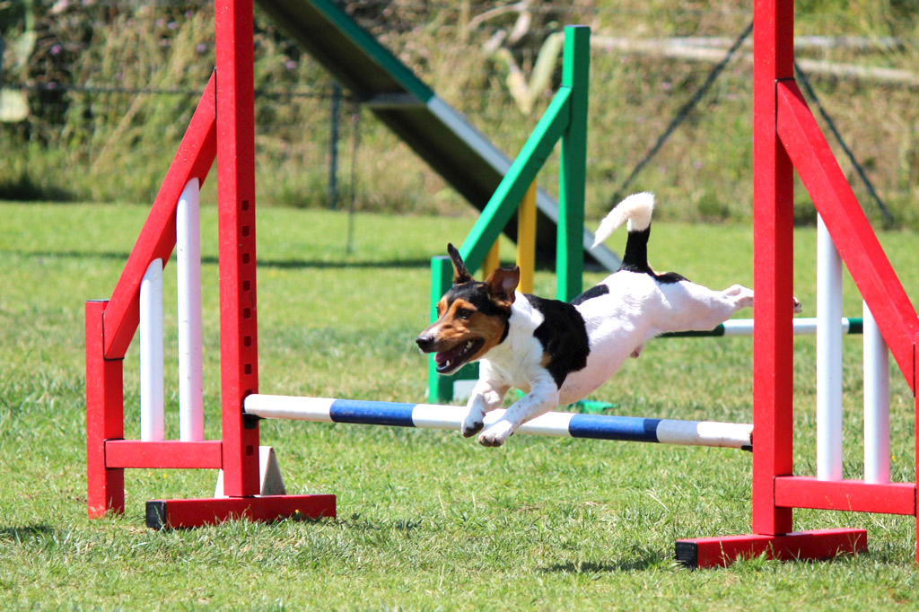 dog-exercise-obstacle-course