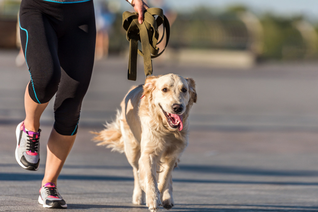 dog-exercise-running