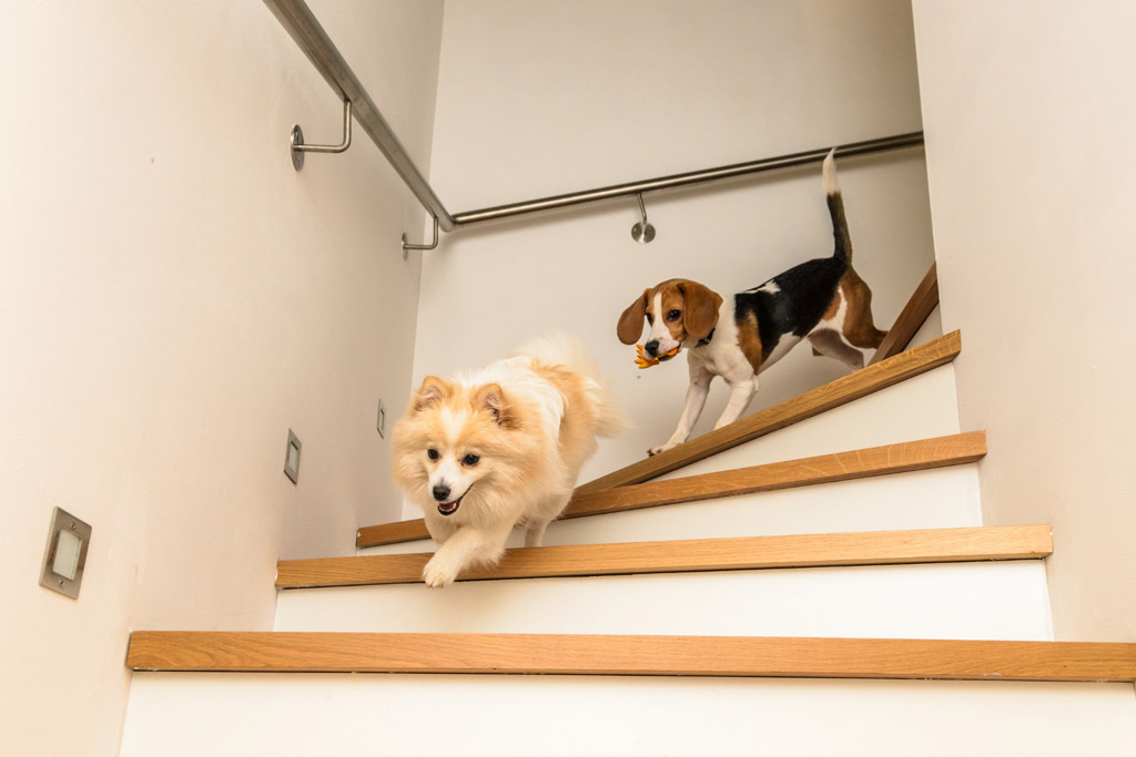 dog-exercise-stairs