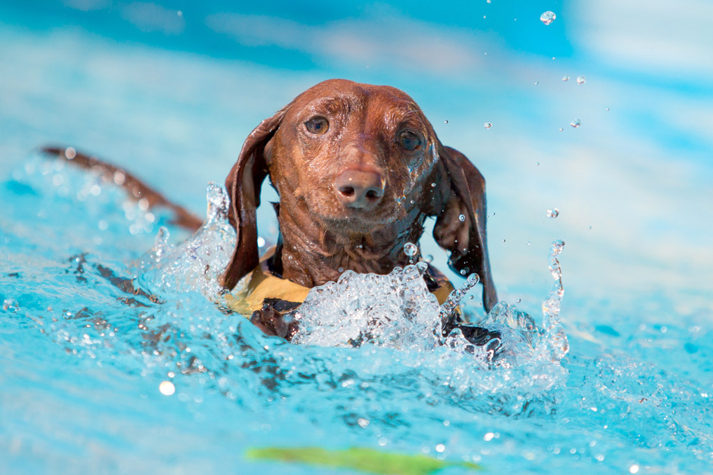 dog-exercise-swimming-classes