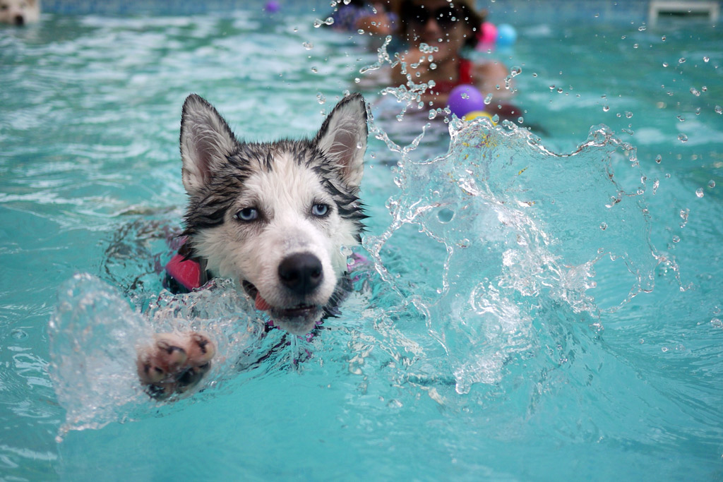 dog-exercise-swimming-lessons