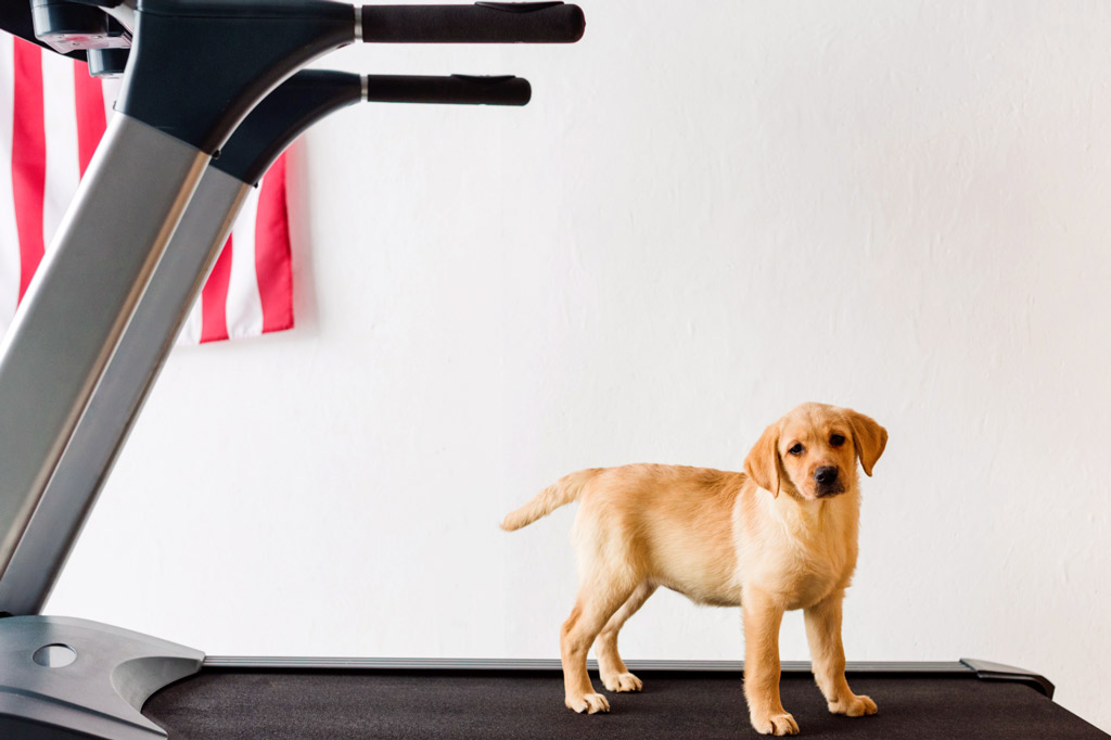 dog-exercise-treadmill