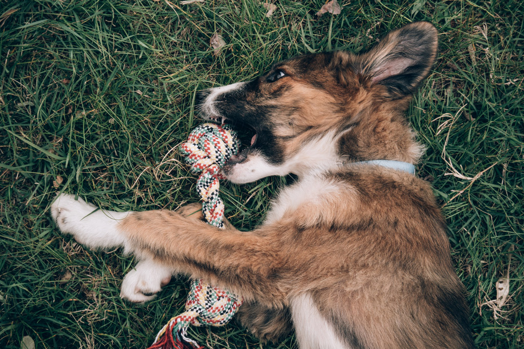 dog-facts-chewing-rope-toy