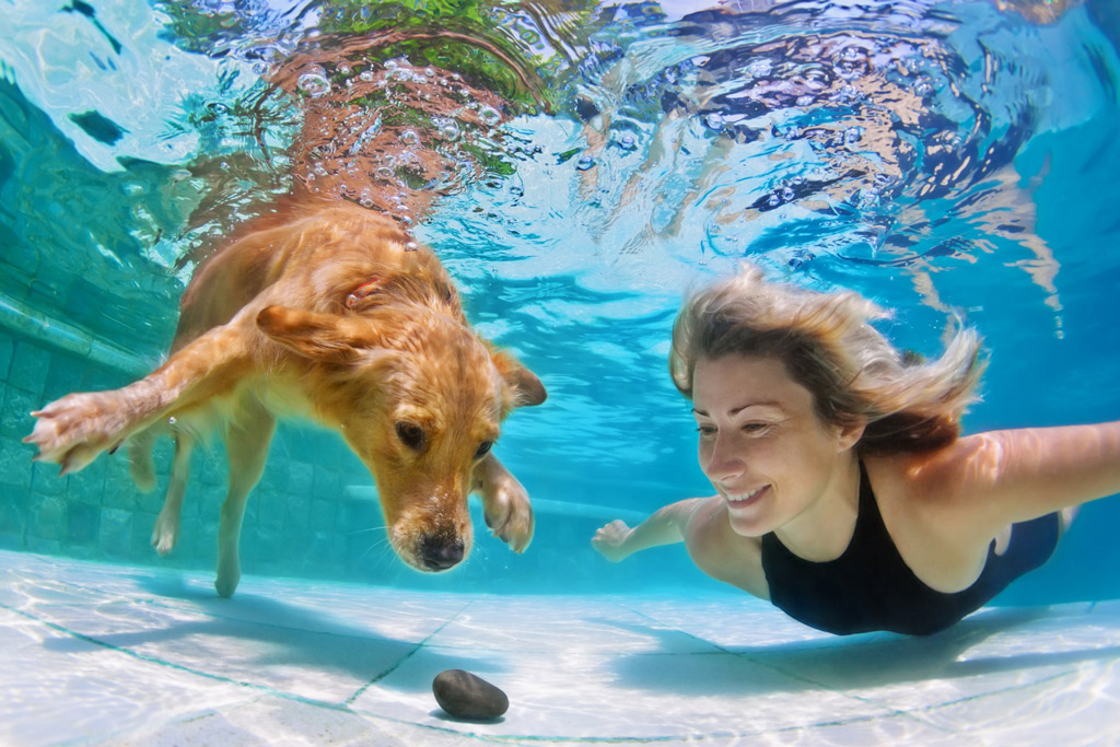 dog-facts-swimming