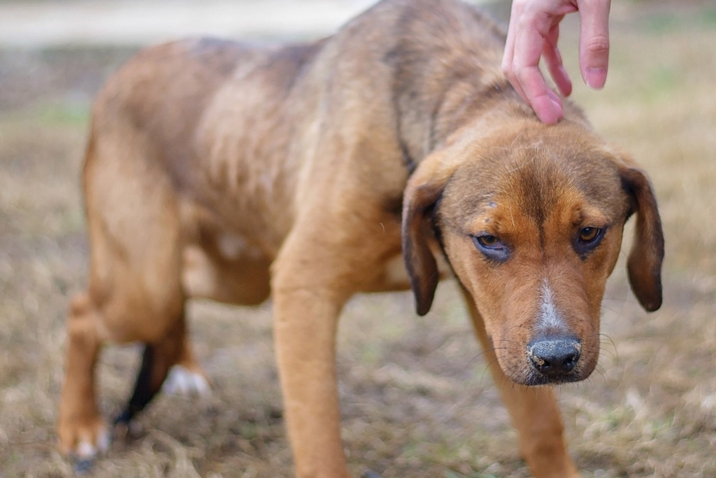 how-to-calm-dog-fears-and-anxiety