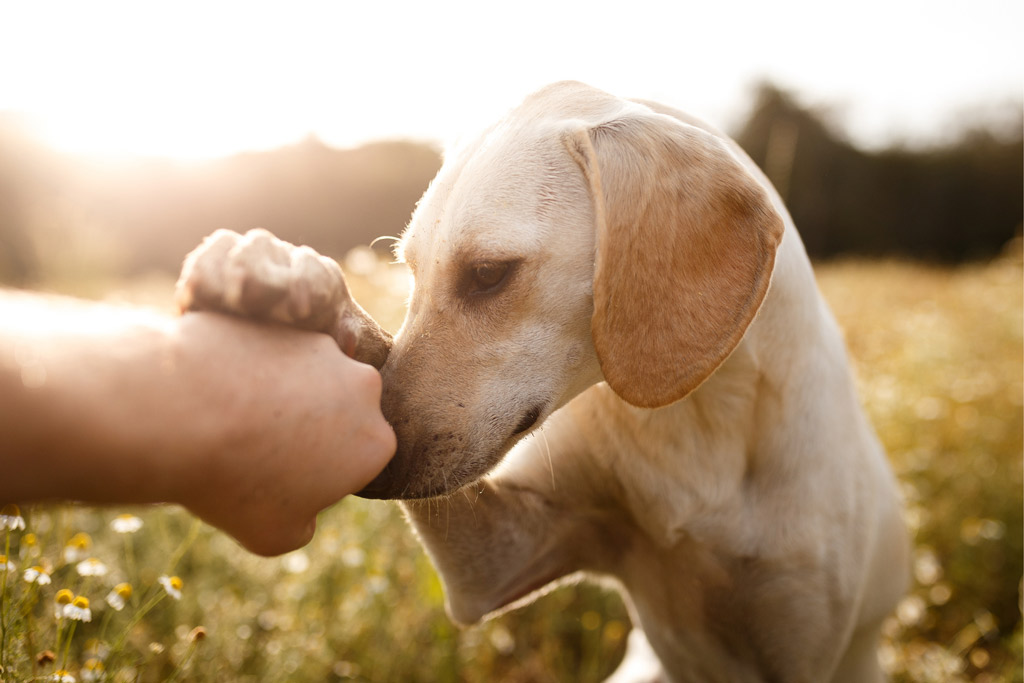 dog-follow-me-everywhere