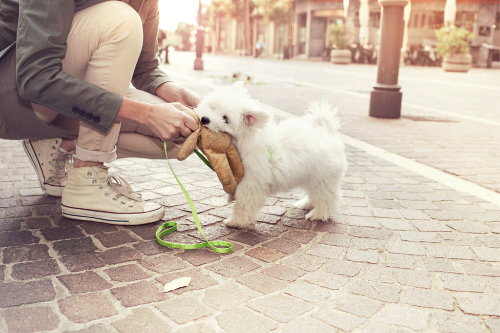 dog-follow-positive-reinforcement