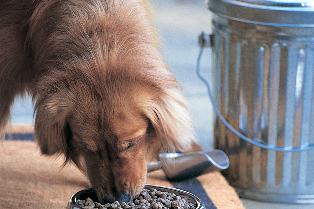 dog-food-storage