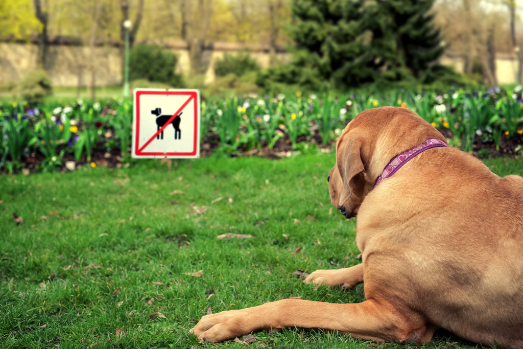 dog-friendly-garden-flowers