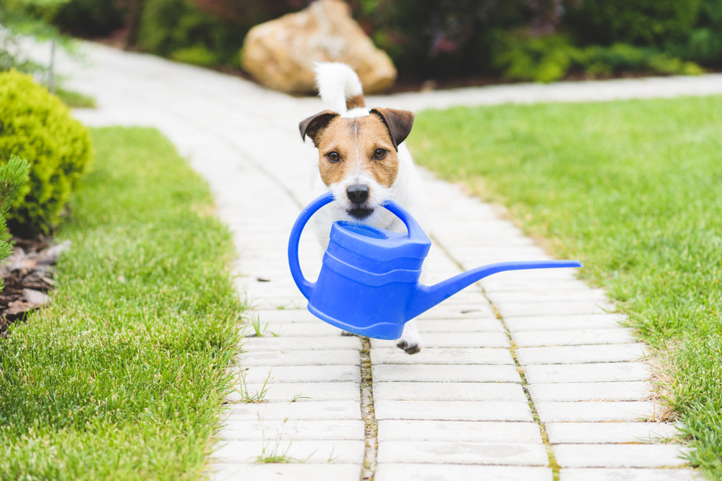 dog-friendly-garden-path