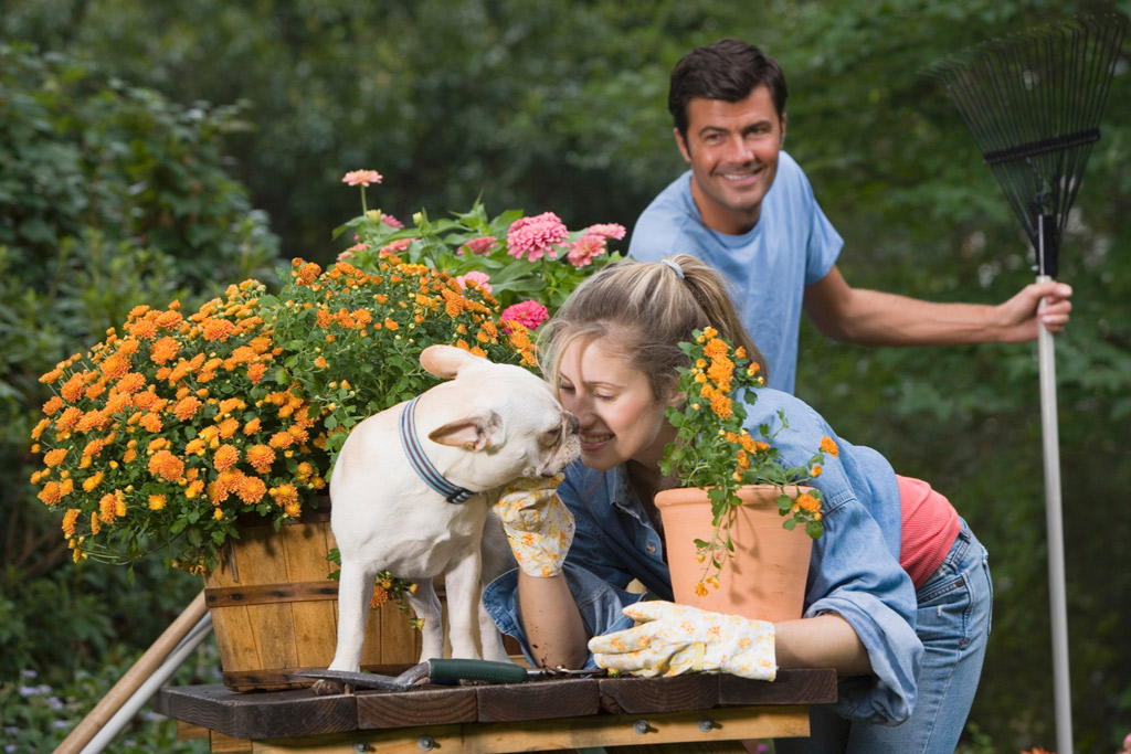 dog-friendly-garden-plants