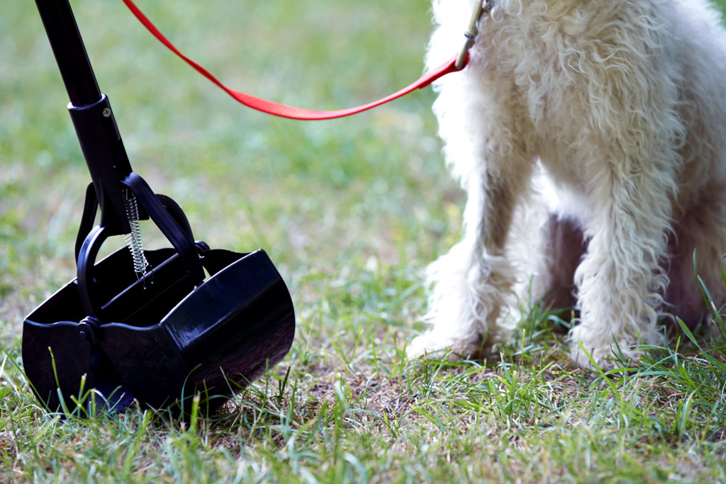 dog-friendly-garden-potty-spot