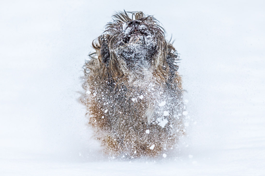 dog-fun-in-snow