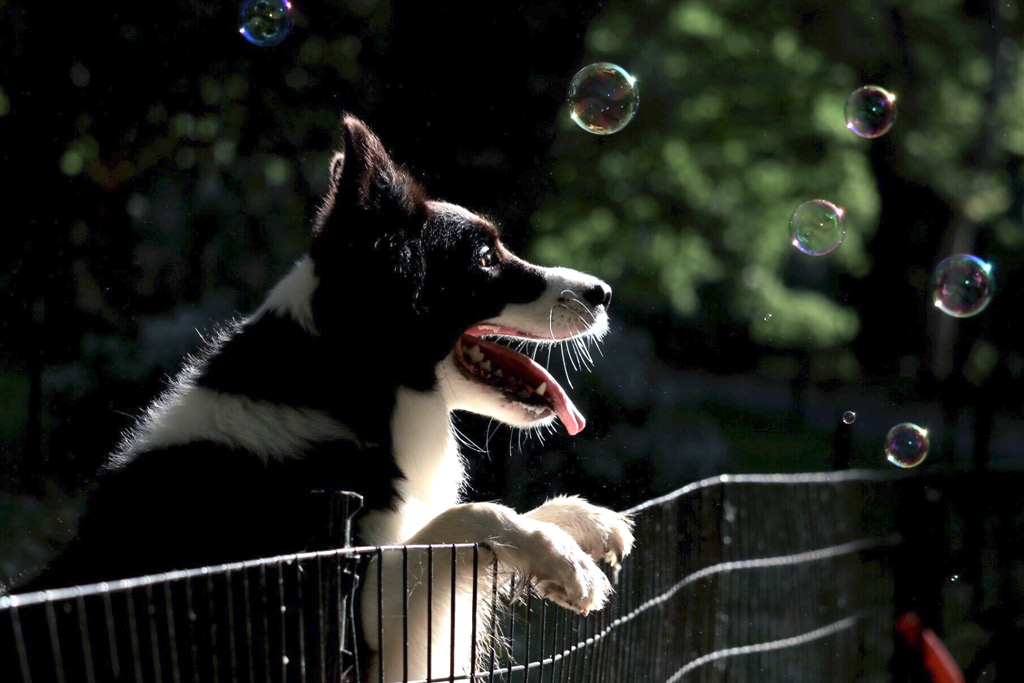 dog-games-chasing-bubbles-outdoors