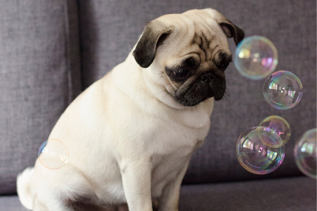 dog-games-chasing-bubbles