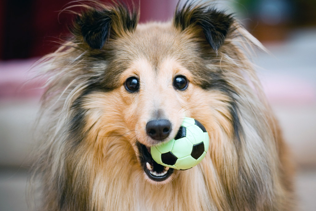 dog-games-fetch-indoors