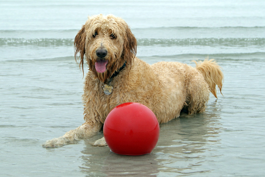 dog-games-jolly-ball-toy