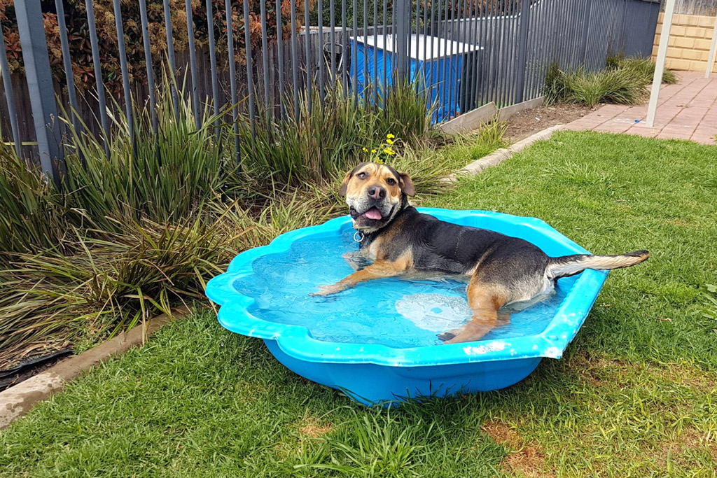 dog-games-pool