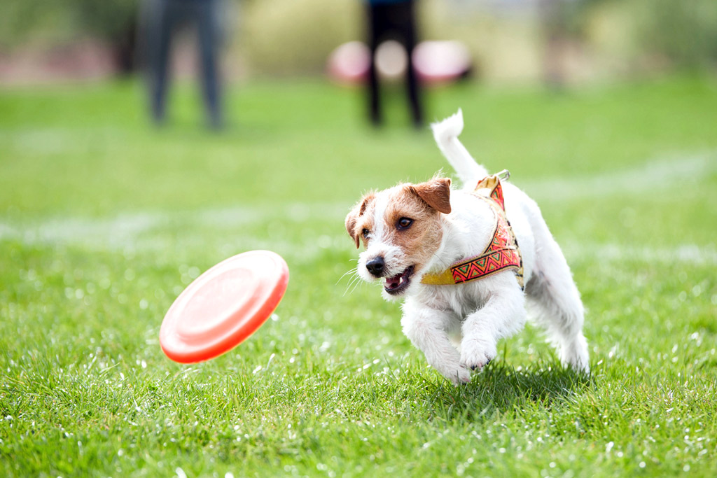 dog-games-retrieve-frisbee