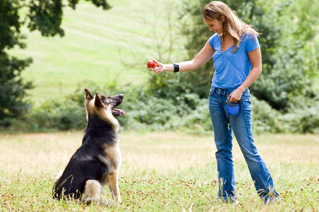 Dog Exercise Outdoors - How to Burn Off Energy and Have Fun