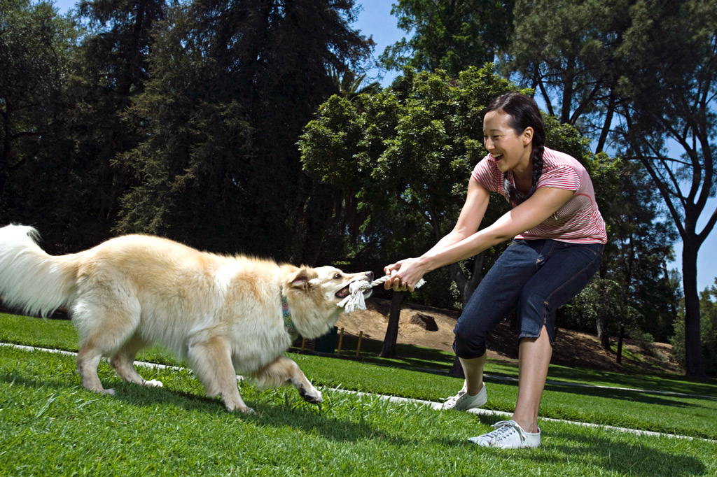 dog-games-tug