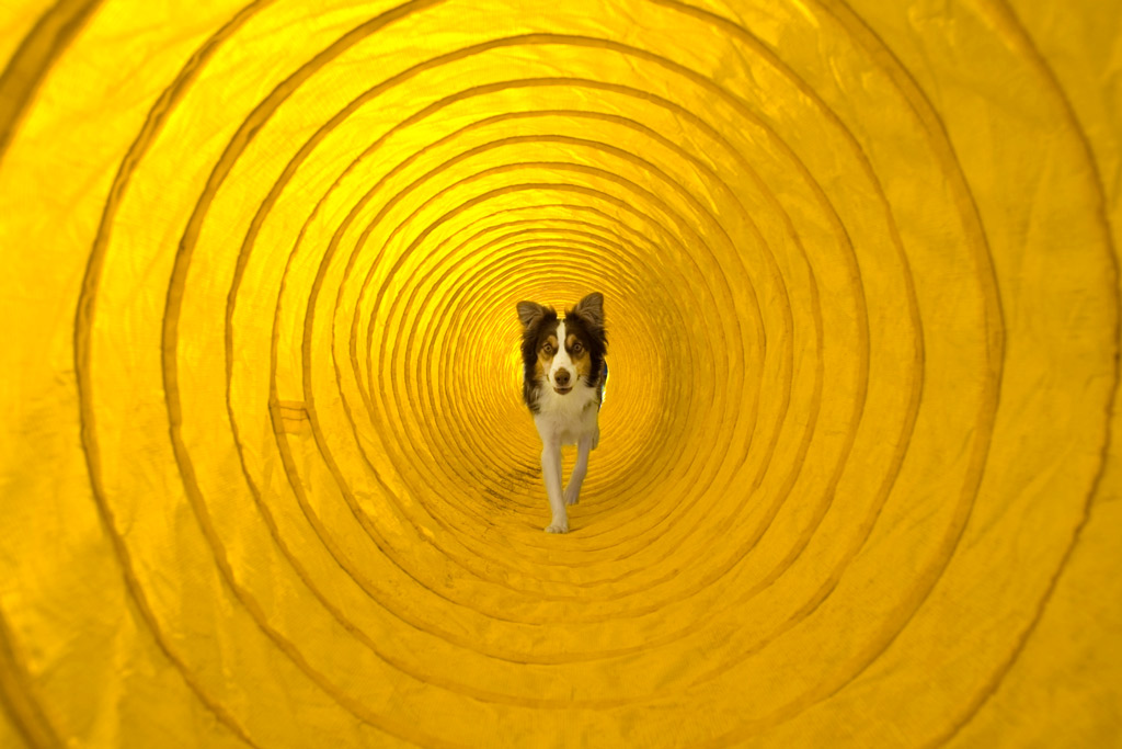 dog-games-tunnel-indoors