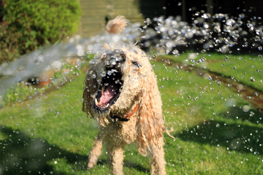 dog-games-water-hose