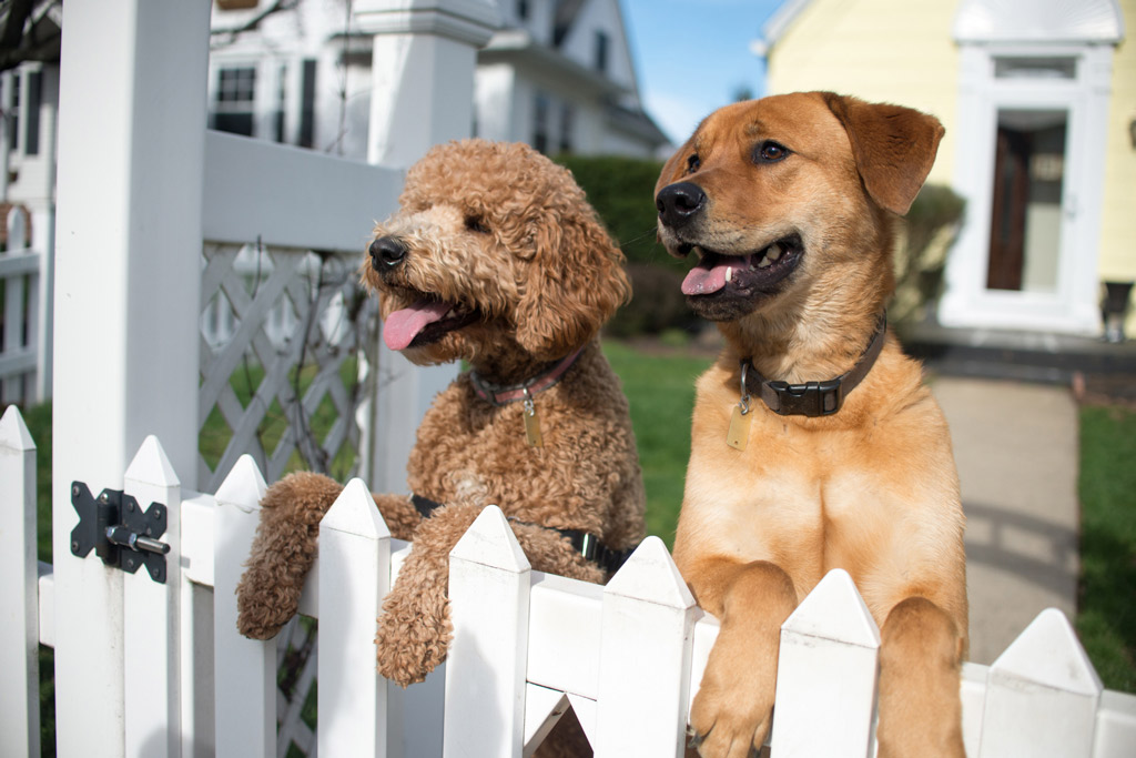 dog-greeting-body-language