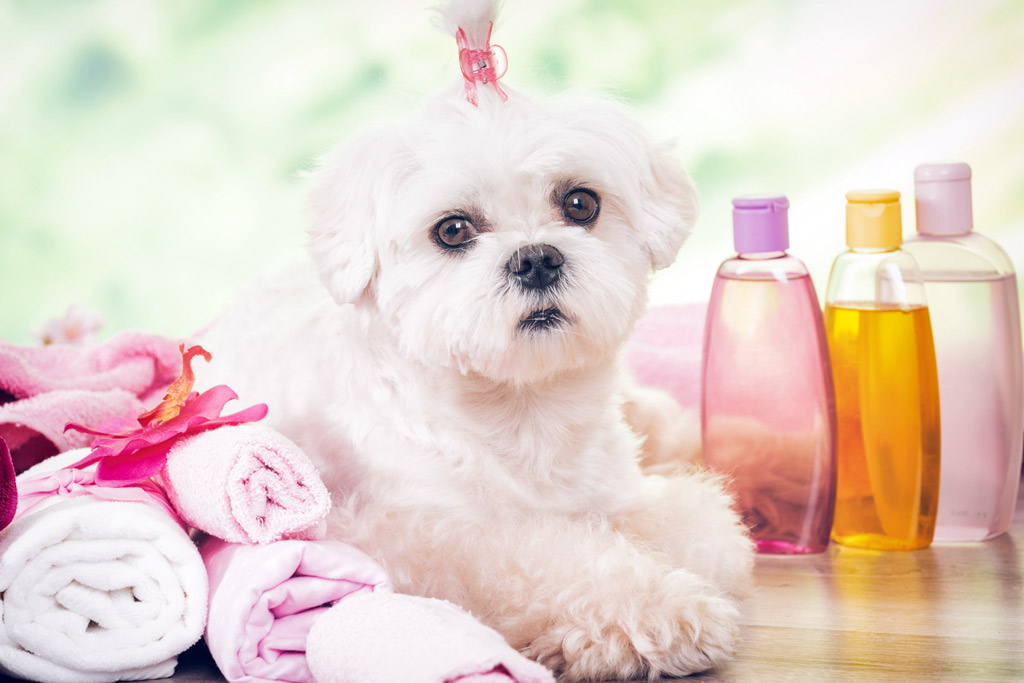 dog-grooming-at-home-tips