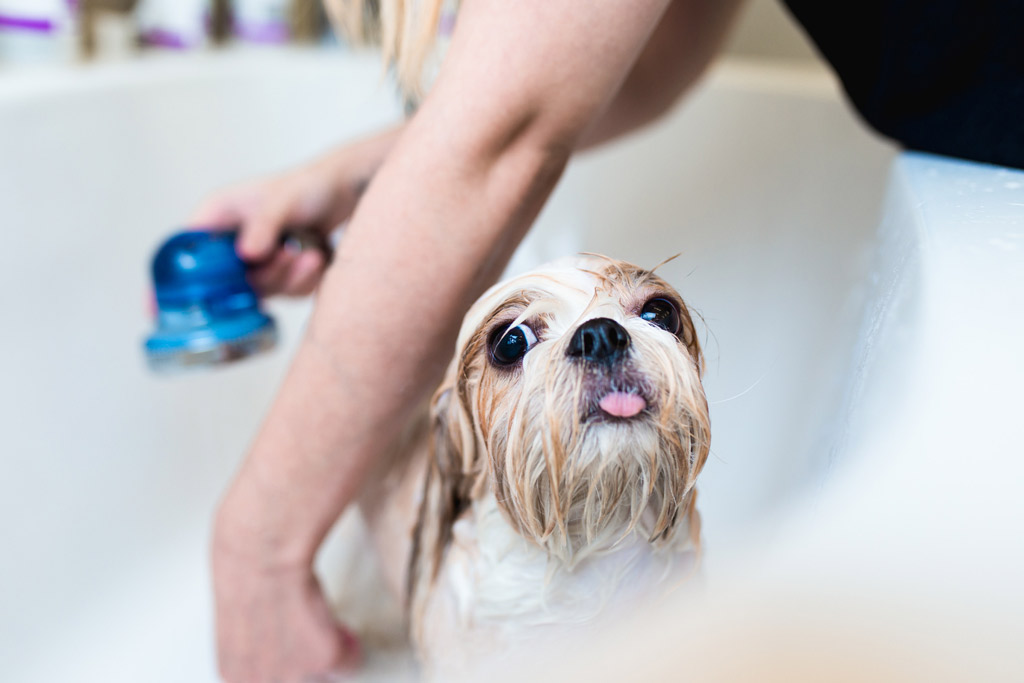 dog-grooming-bath