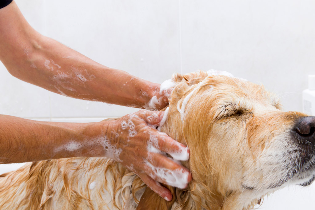dog-grooming-bathing-shampoo