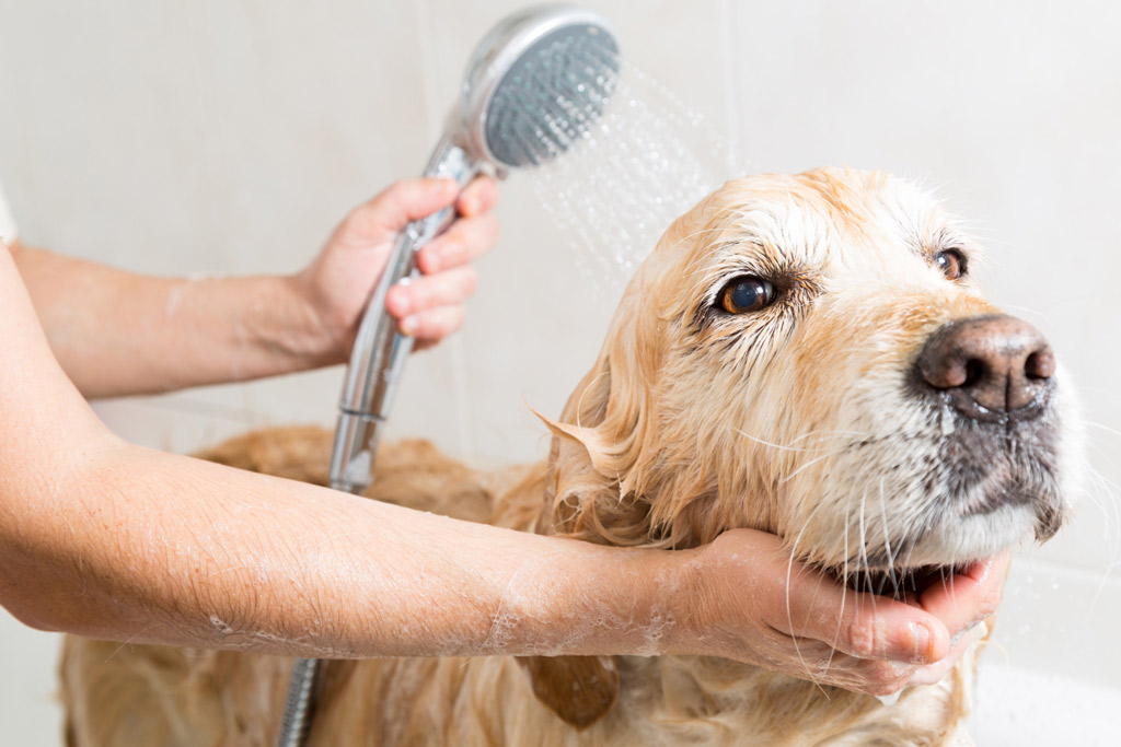 dog-grooming-bathing