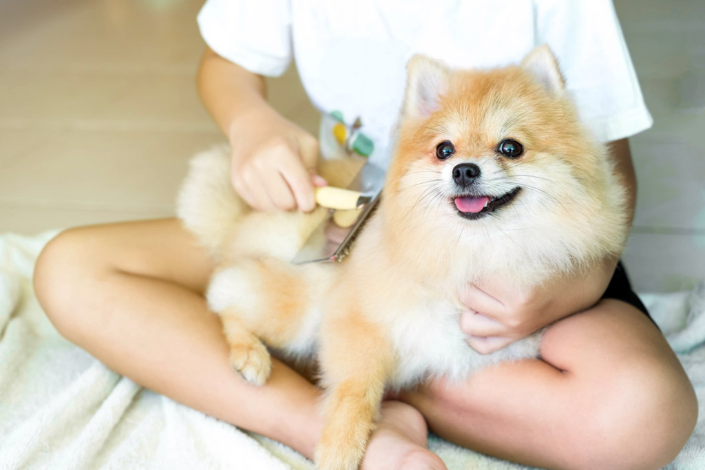 dog-grooming-brushing-routine