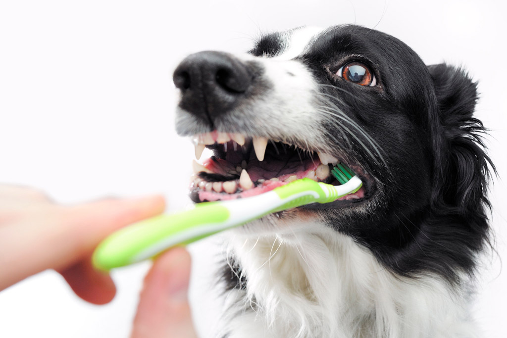 dog-grooming-brushing-teeth-routine