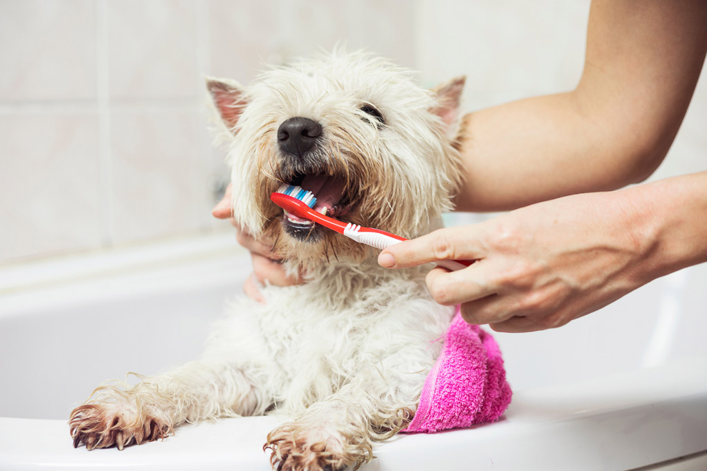 dog-grooming-brushing-teeth