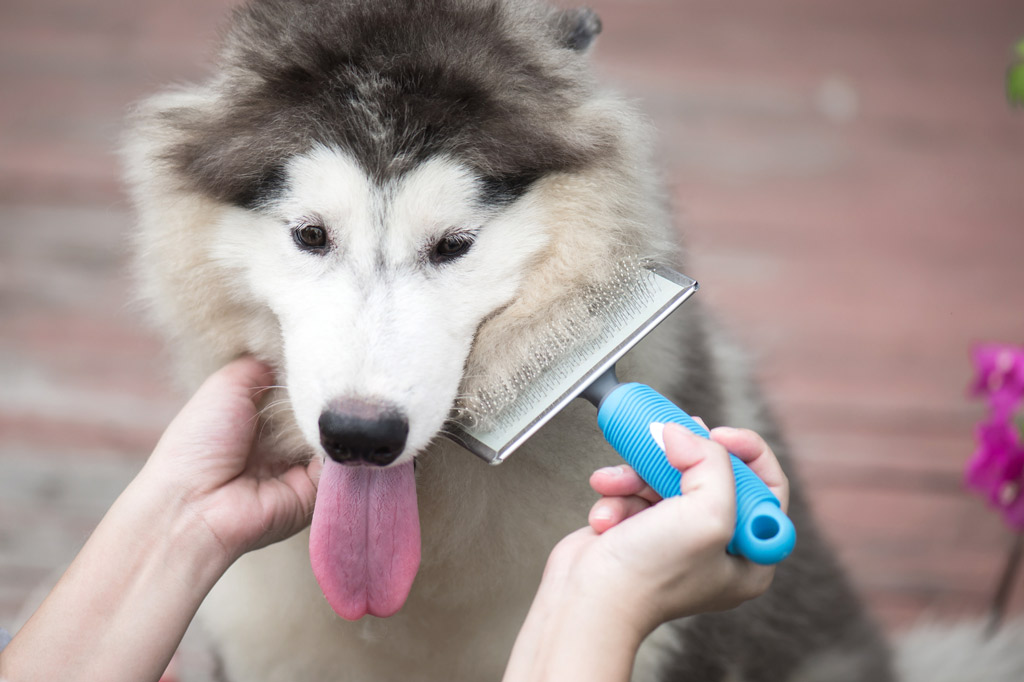 dog-grooming-brushing-with-slicker-brush