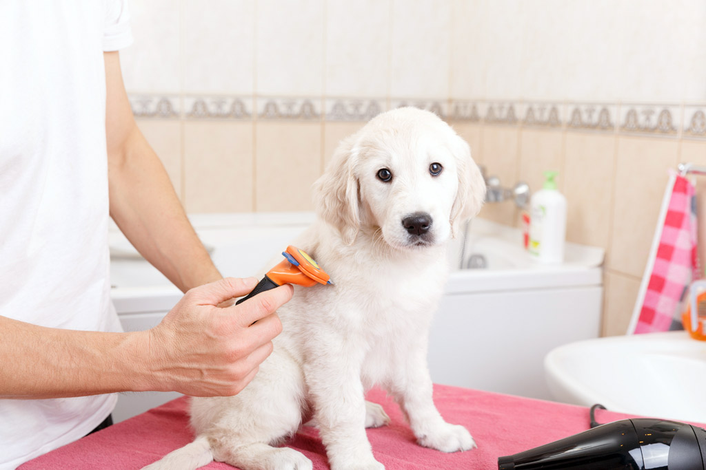 dog-grooming-brushing