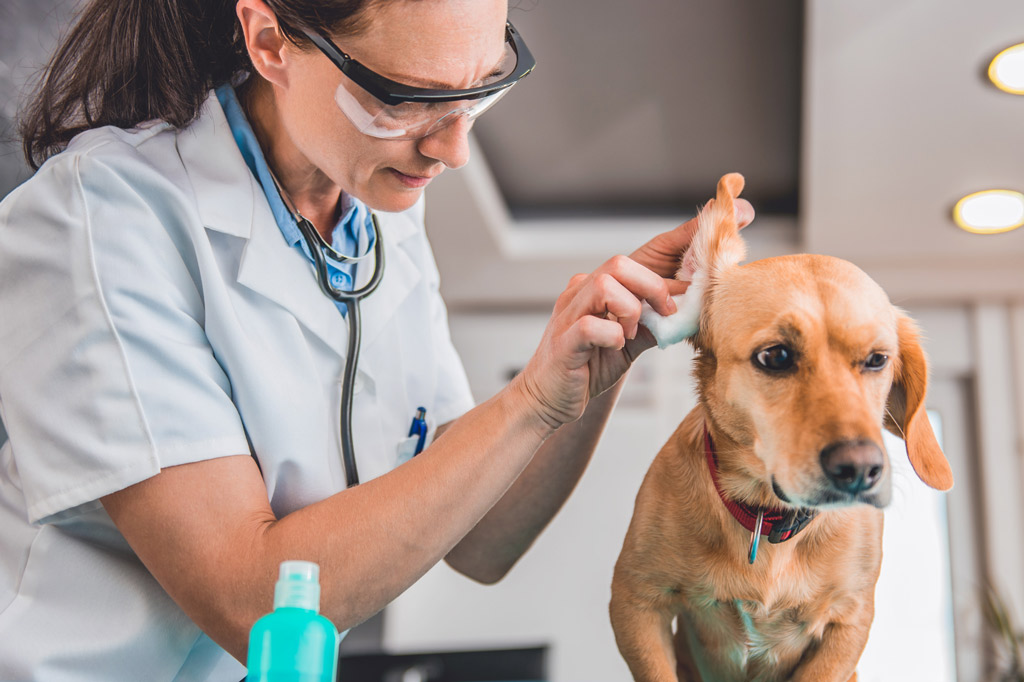 dog-grooming-cleaning-ears