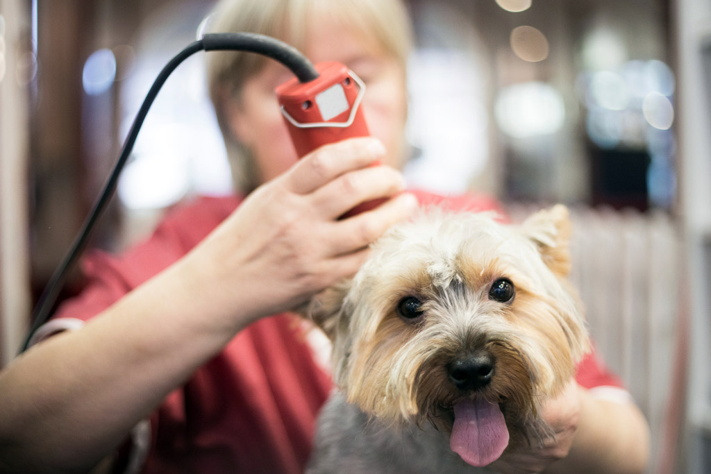 dog-grooming-clipping-coat