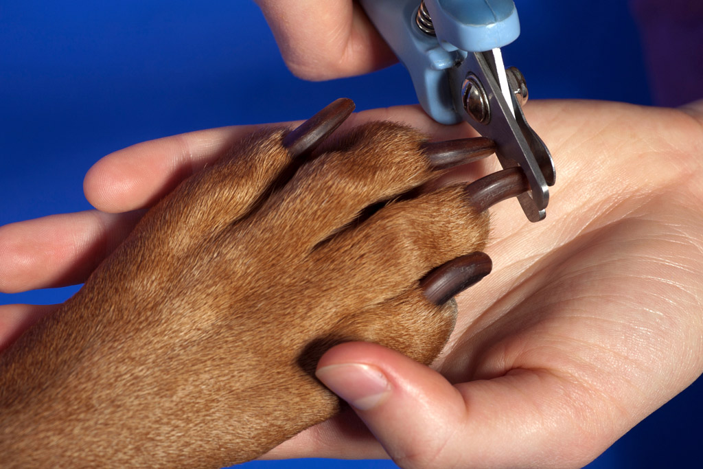 dog-grooming-clipping-nails