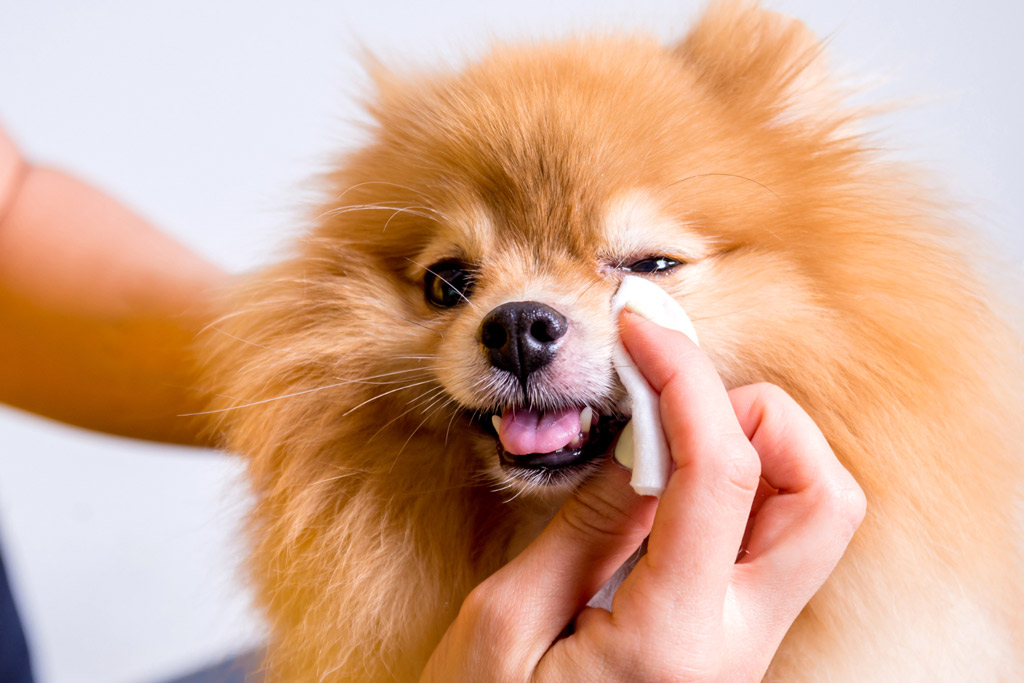 dog-grooming-face-wash