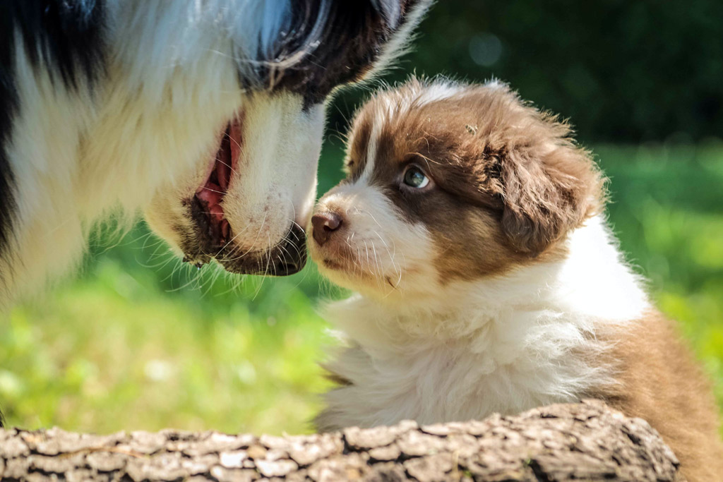 dog-grooming-her-puppy