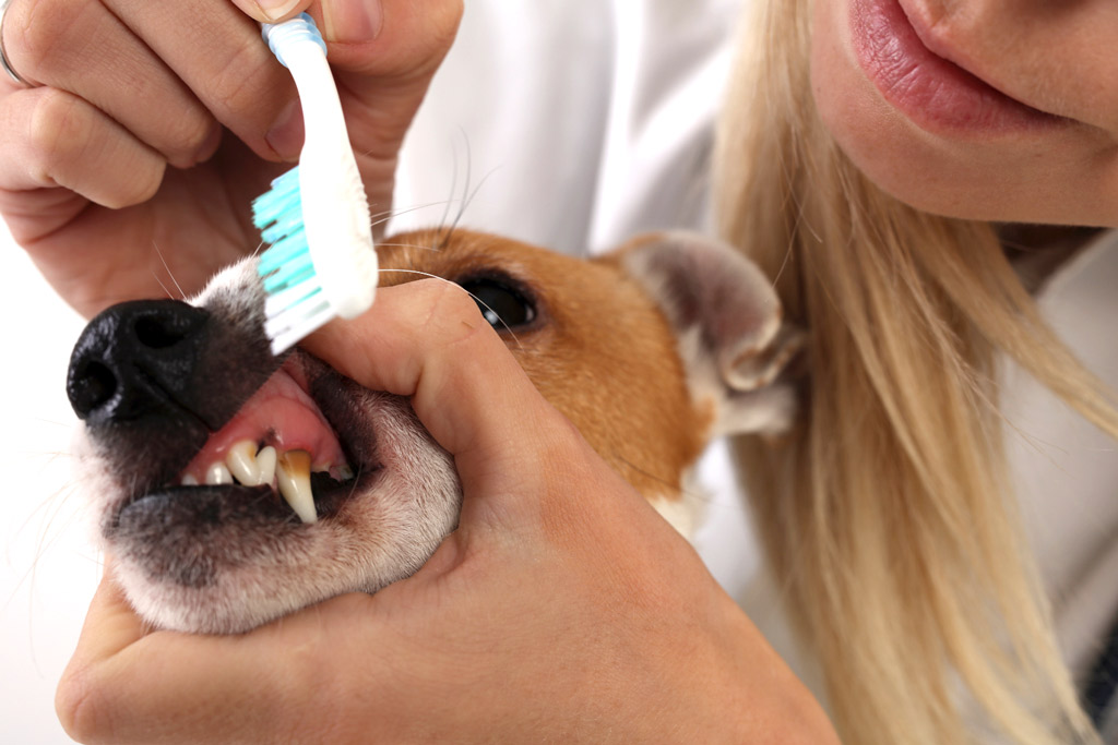 dog-grooming-teeth