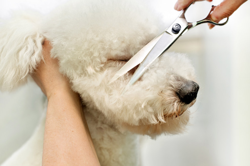 dog-grooming-trimming-hair