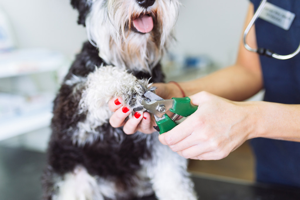 dog-grooming-trimming-nails