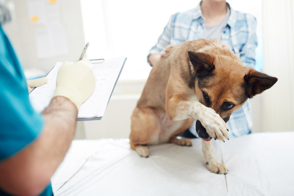 dog-health-checkup-unusual-behaviour