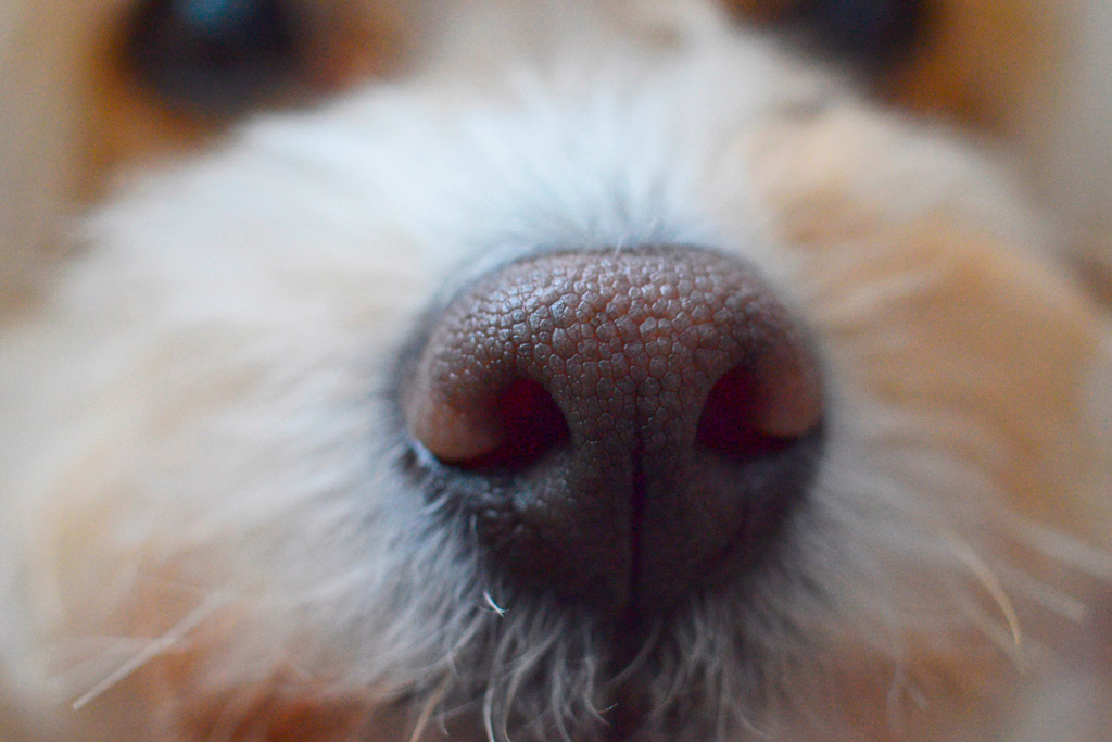 dog-healthy-nose